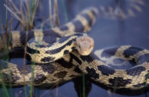 Occupational therapists use snake to treat depression 