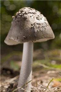 Biomedical scientists find cancer shrinking mushroom