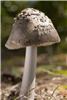 Biomedical scientists find...
