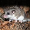 Biomedical scientists make...