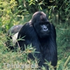 Primates 'have ability to heal...