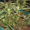 Marijuana 'accelerates onset...