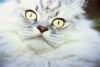Scientists get to root of cat...