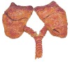 3D imaging could boost lung...