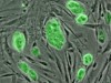 Stem cells find ways to repair...