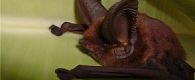 Bats could be spreading a Sars-like virus
