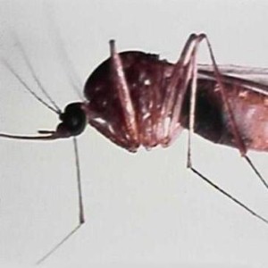 Fake malaria drugs prevalent across the world