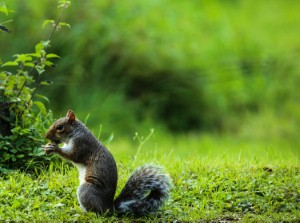 Hibernating squirrels could hold the key to preventing speech loss and brain damage after a stroke. Image: JBLumix via iStock